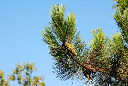 pine sky green