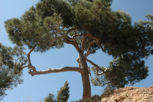 pine tree summer