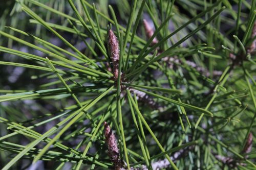 pine pine needles tree