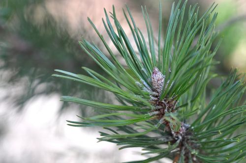 pine tree pine needles