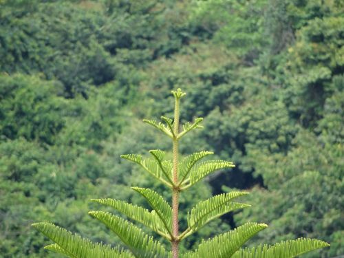pine jungle vegetation