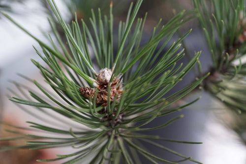 pine tree macro