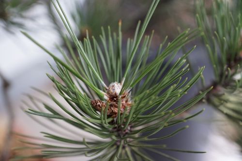 pine macro tree