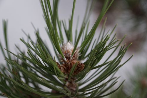 pine macro tree