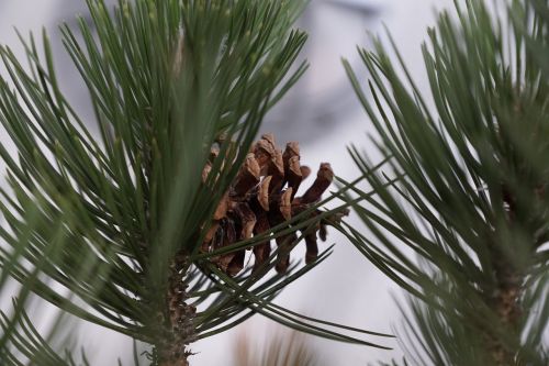 pine tree macro