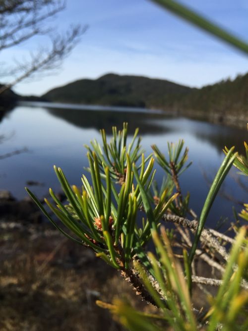 pine forest tree