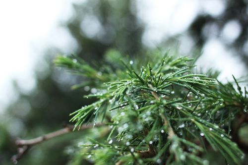 pine needles droplets