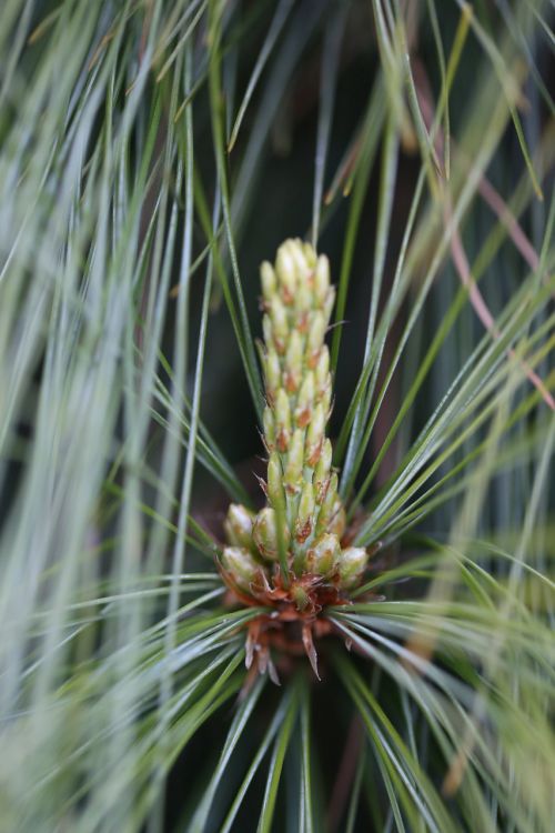 pine green needles