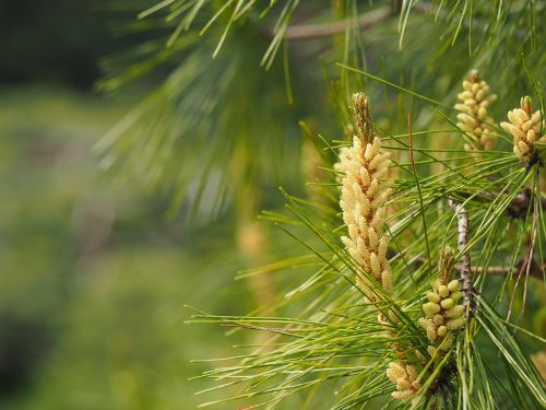 pine pine flower japan
