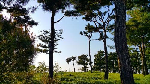 pine wood arboretum