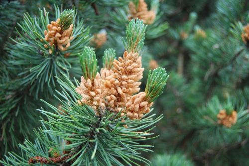 pine buds forest