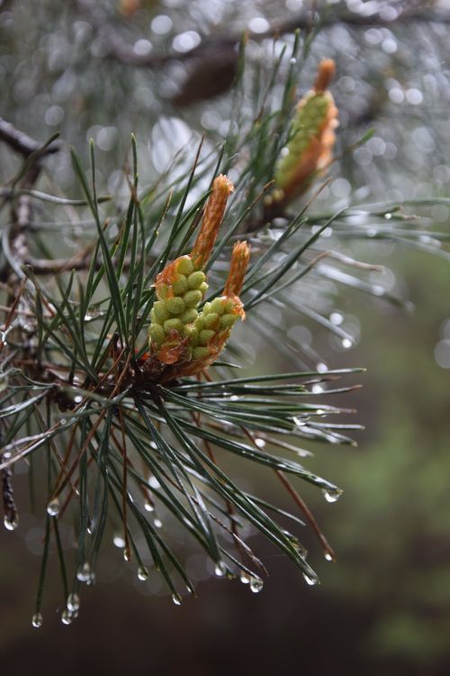 pine rain tree