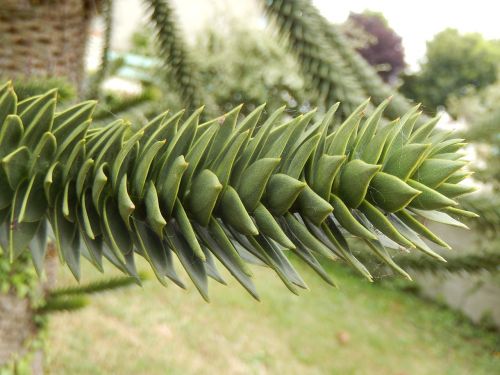 pine branch wood