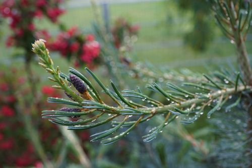 pine branch conifer