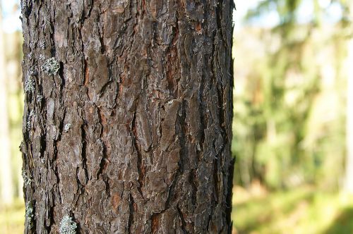 pine trunk stem