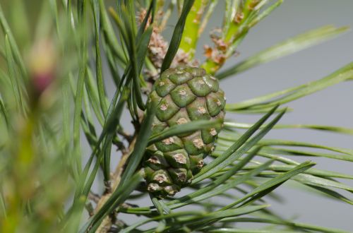 pine cone pine cone