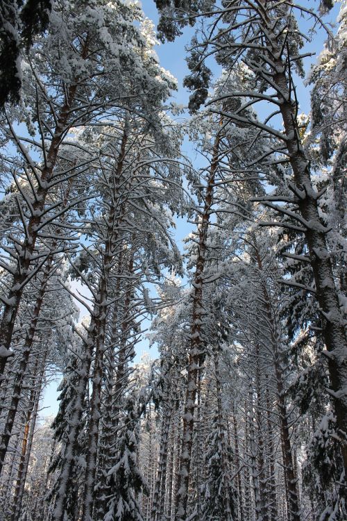 pine winter winter forest