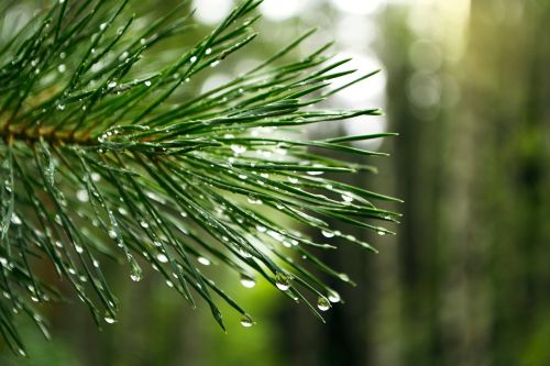 pine drops branch