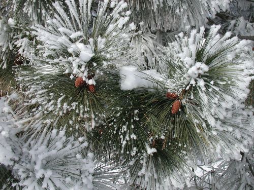 pine trees cones