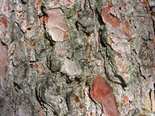 pine bark tree close