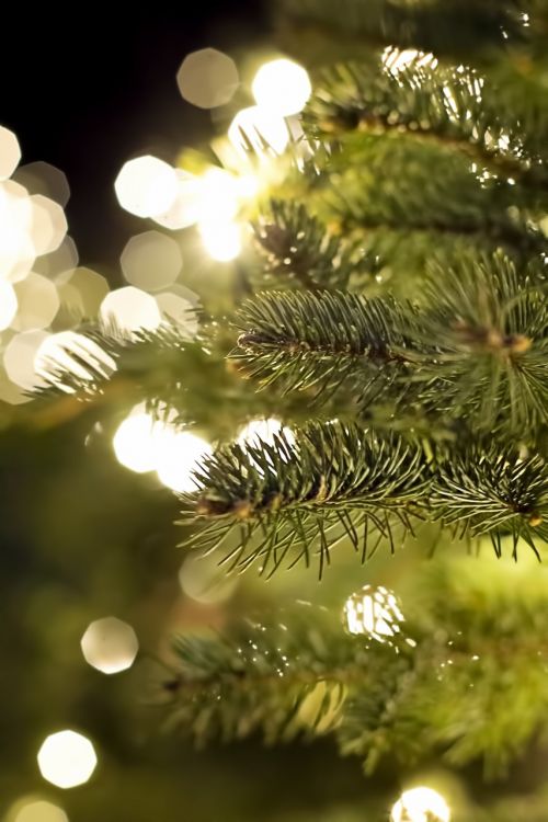 pine branch christmas christmas lights
