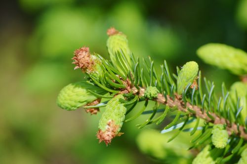 pine branch engine needles