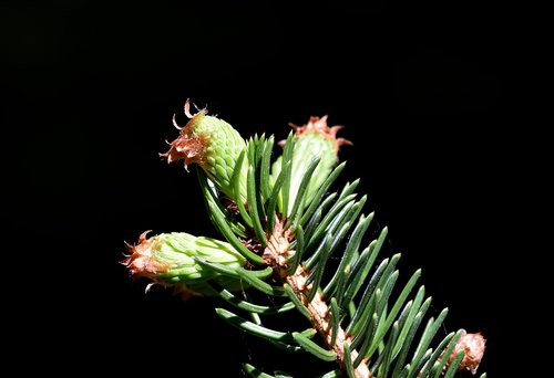 pine branch  spruce drive  spruce