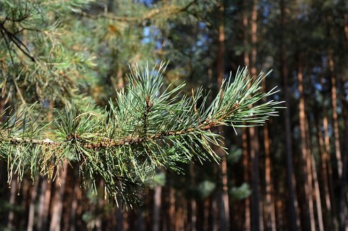 pine branch  forest  pine needles