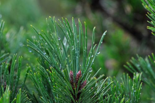 pine branch conifer needles