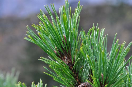pine branch conifer needles