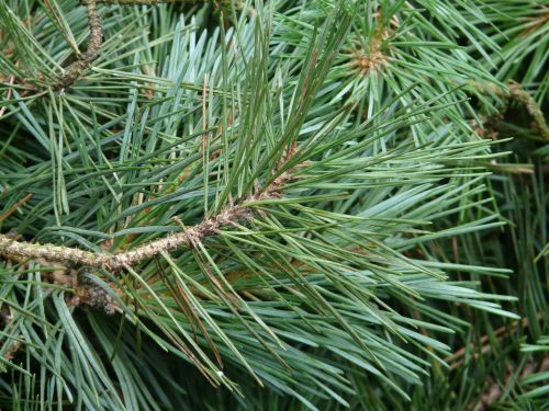 pine branch pine needles pine