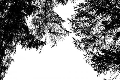 Pine Branch Silhouette