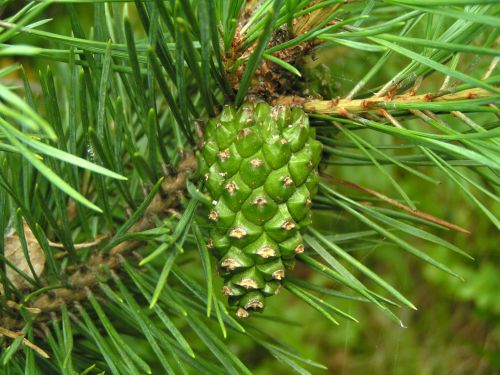 Pine Branch With Green Cone