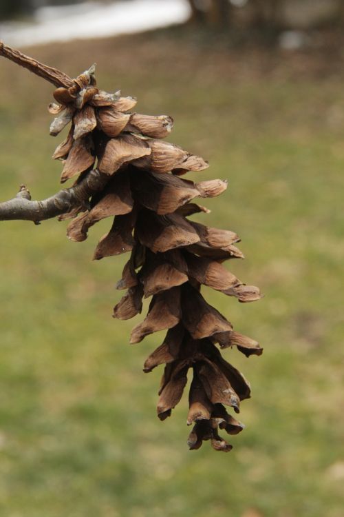 pine-cone outdoors grass