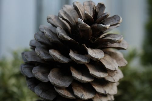 pine cone pinecone wood
