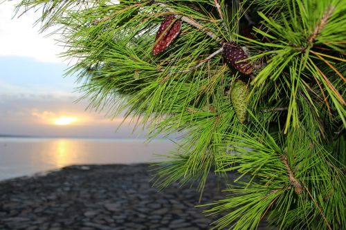 pine pine-cone beach