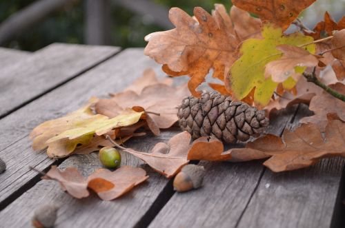 pine cone autumn leaf