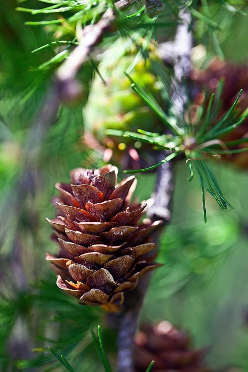 pine cone larch larch cone
