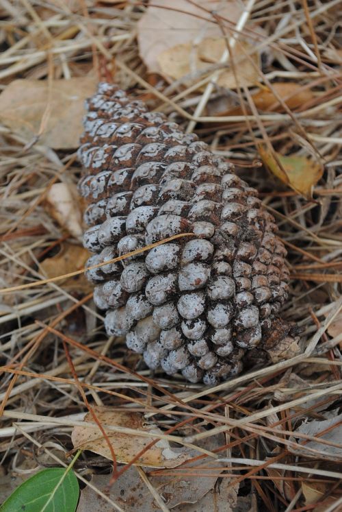 pine cone nature cone