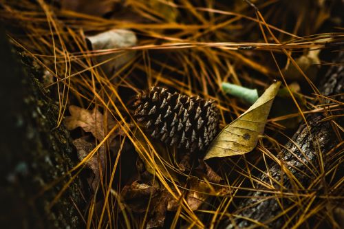 pine cone leaves leaf