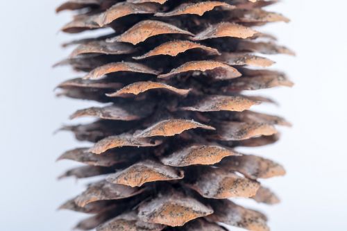 pine cone macro needles