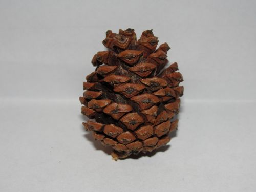 pine cone white background stark