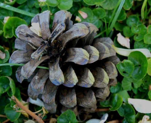 pine cone spiky round