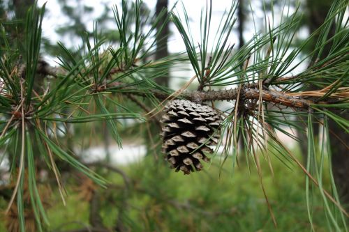 pine cone pine wood