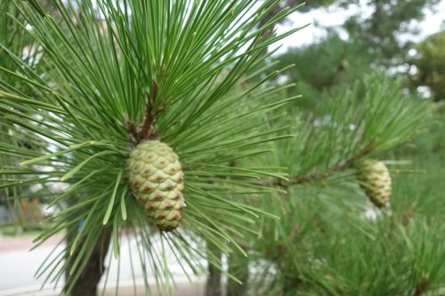 pine cone pine wood