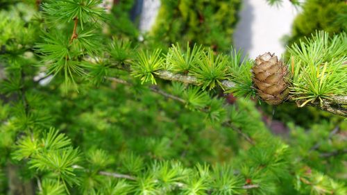 pine cone larch sprig