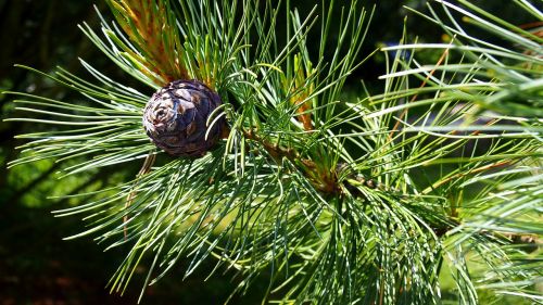 pine cone iglak tree
