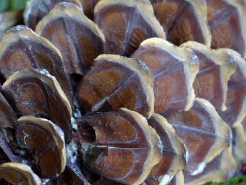 pine cone macro nature