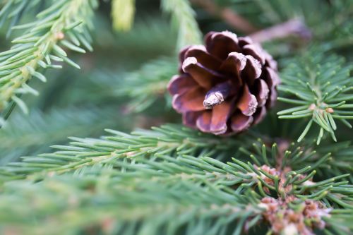 pine cone christmas tree nature