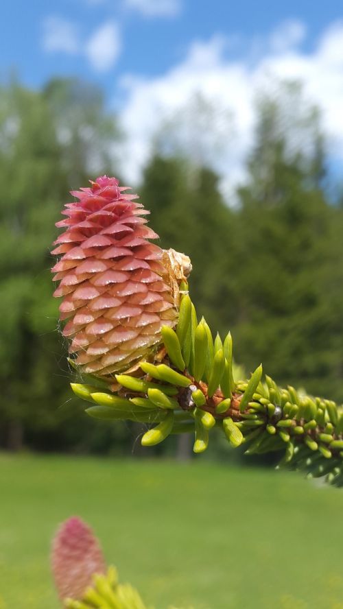 pine cone nature spruce